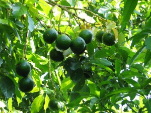 In the shade of the avocado tree