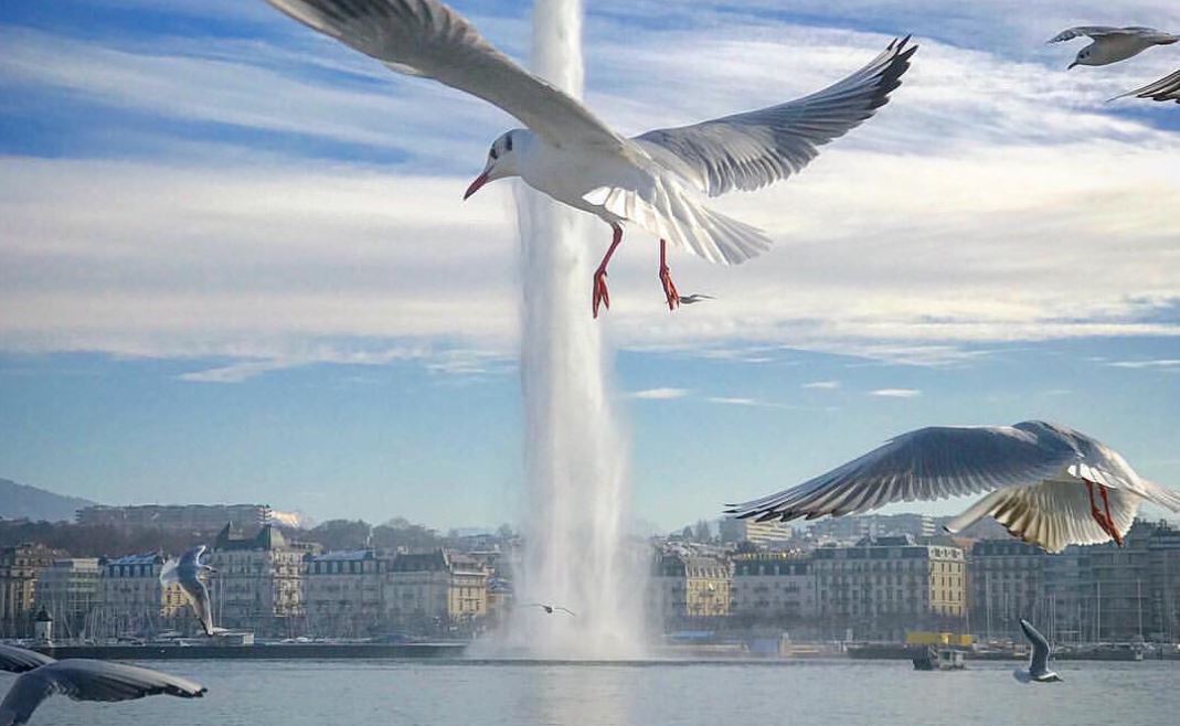 jet-d'eau Geneva Genève gulls